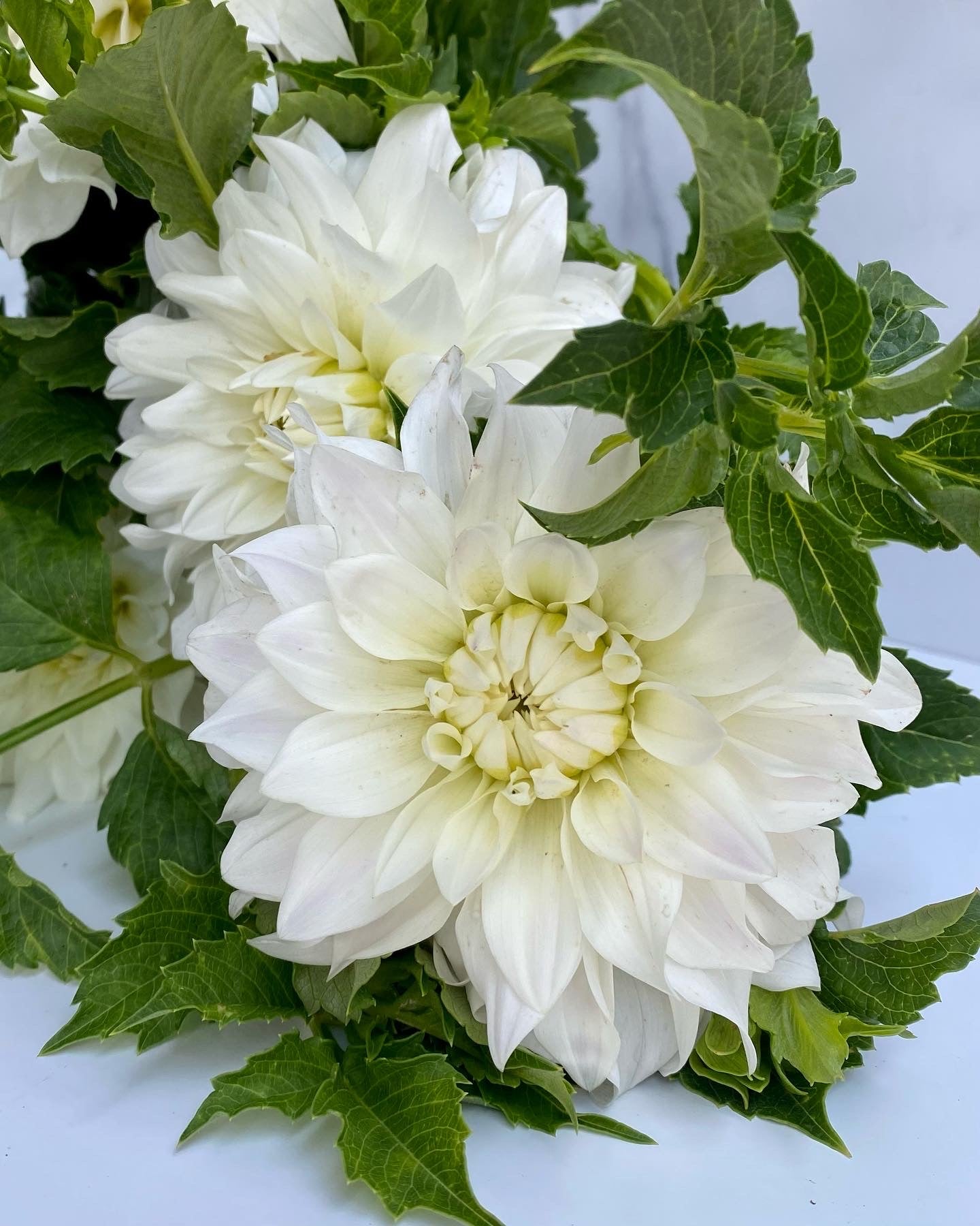 Dahlia Medium-Beaucon