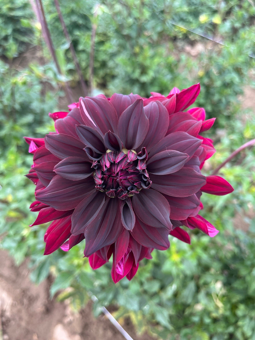 Dahlia Medium-Black Magic