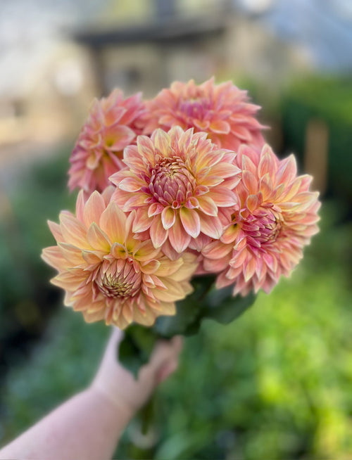 Dahlia Medium-Bloomquist Alan