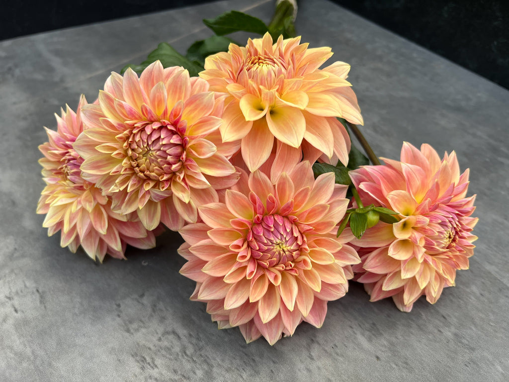 Dahlia Medium-Bloomquist Alan