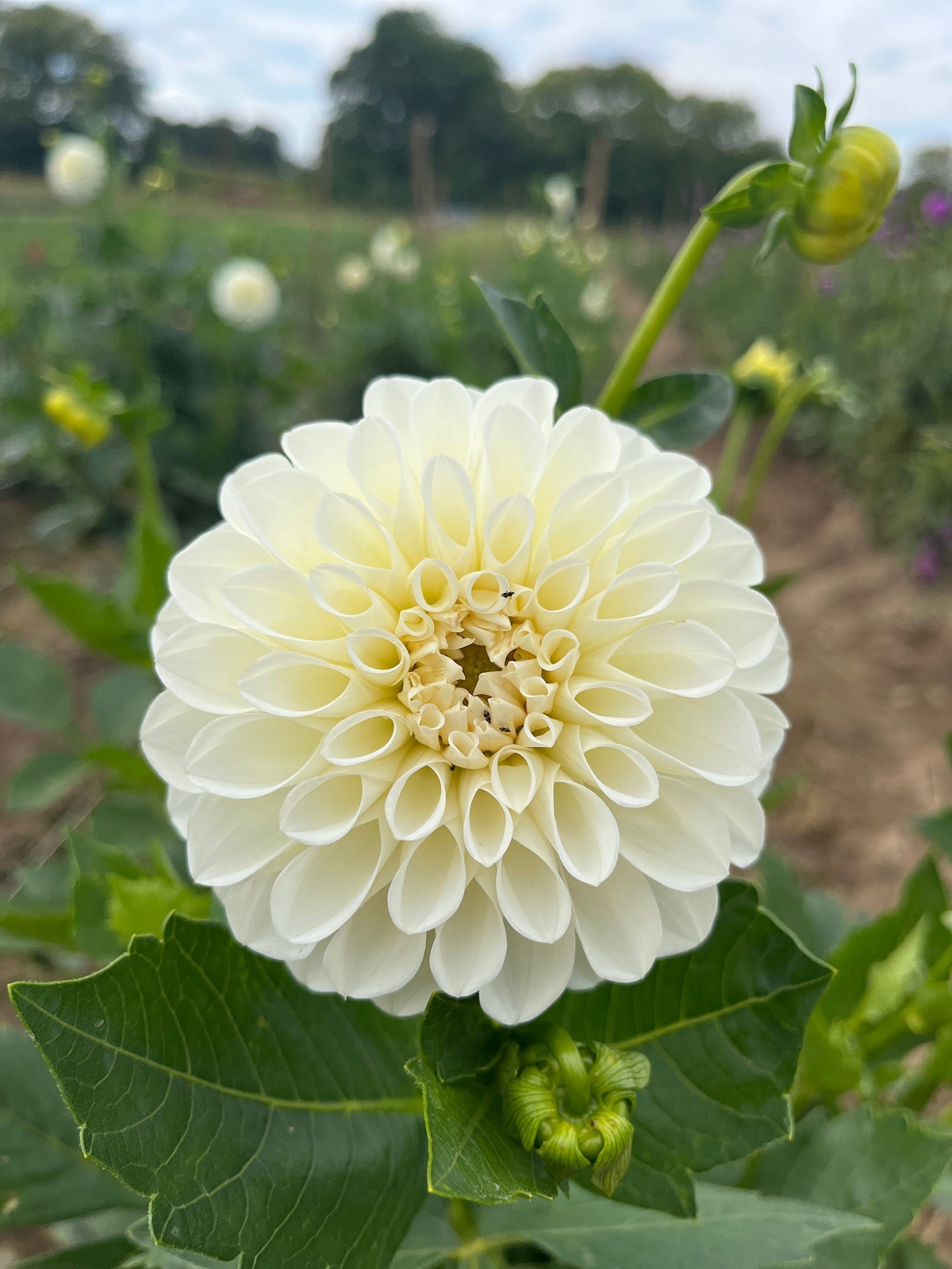 Dahlia Medium-Boom Boom White