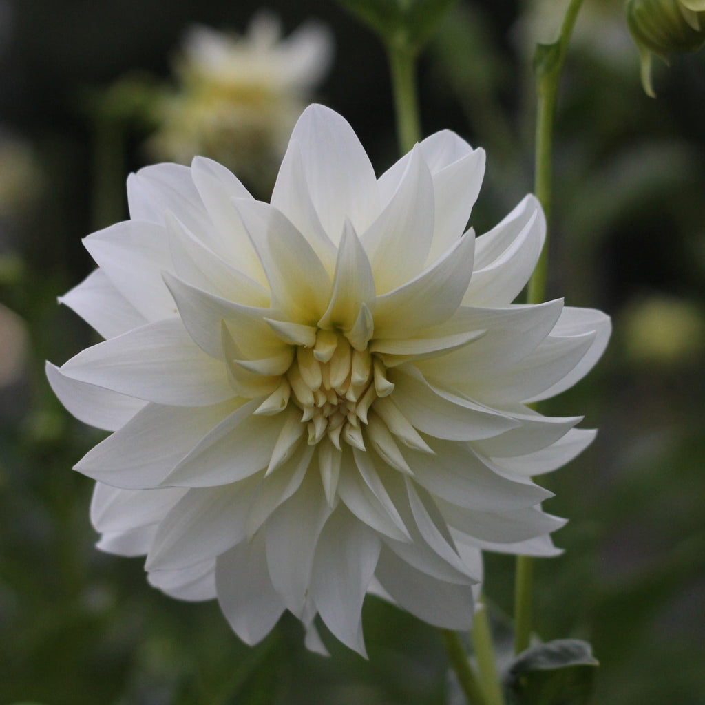 Dahlia Medium-Beaucon