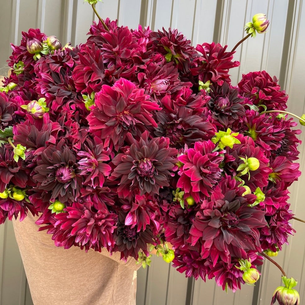 Dahlia Medium-Black Magic