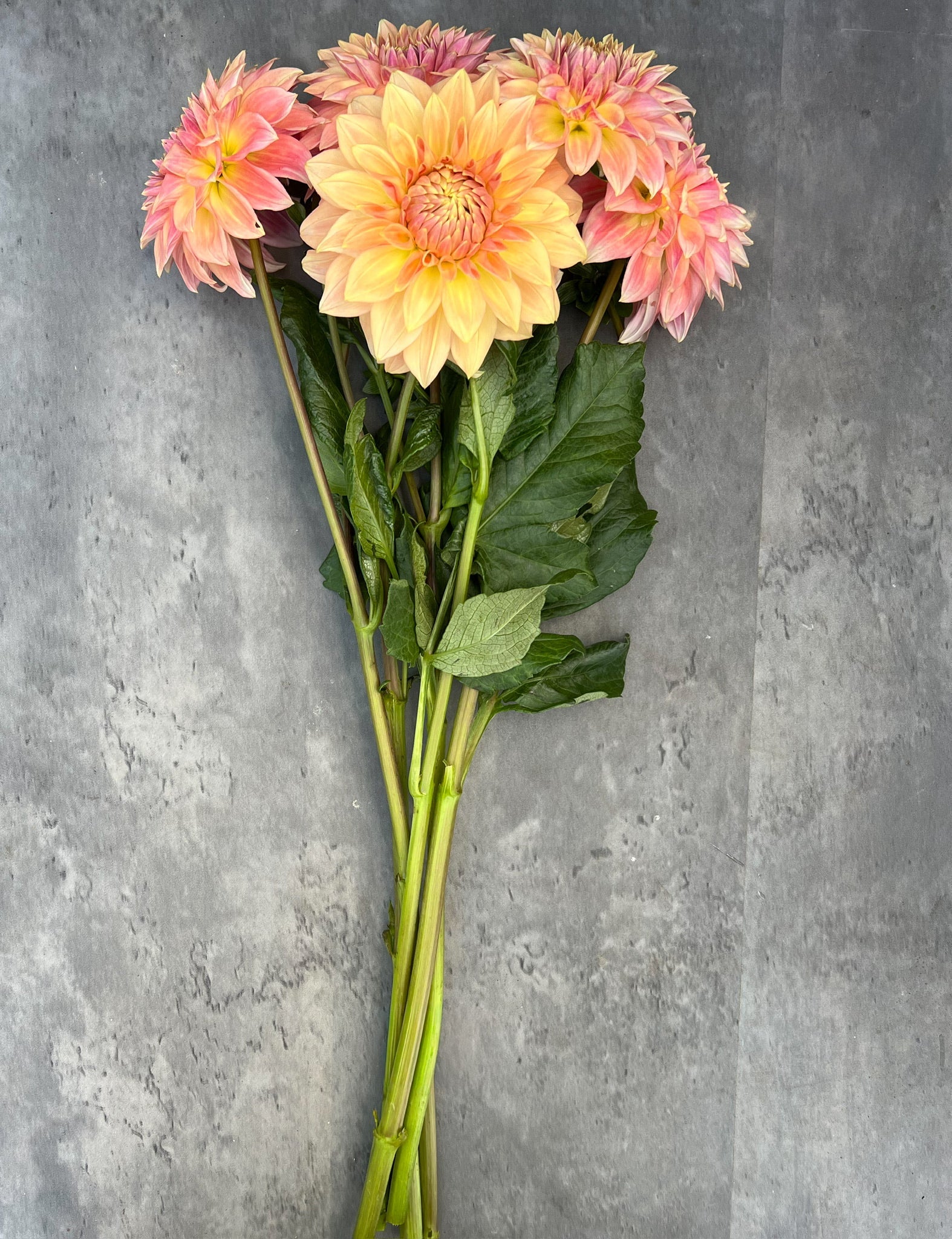 Dahlia Medium-Bloomquist Alan