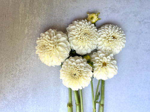 Dahlia Medium-Boom Boom White