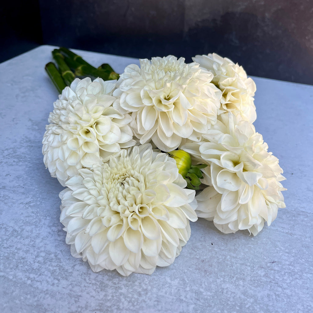 Dahlia Medium-Boom Boom White