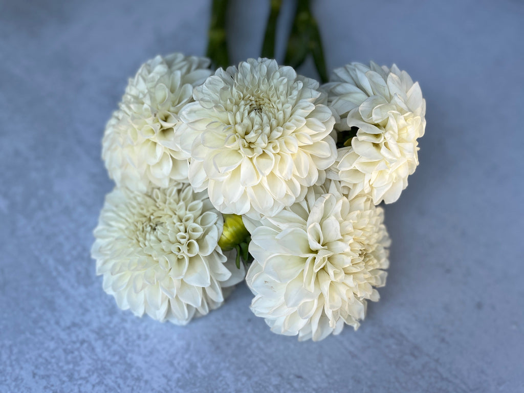 Dahlia Medium-Boom Boom White