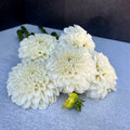 Dahlia Medium-Boom Boom White