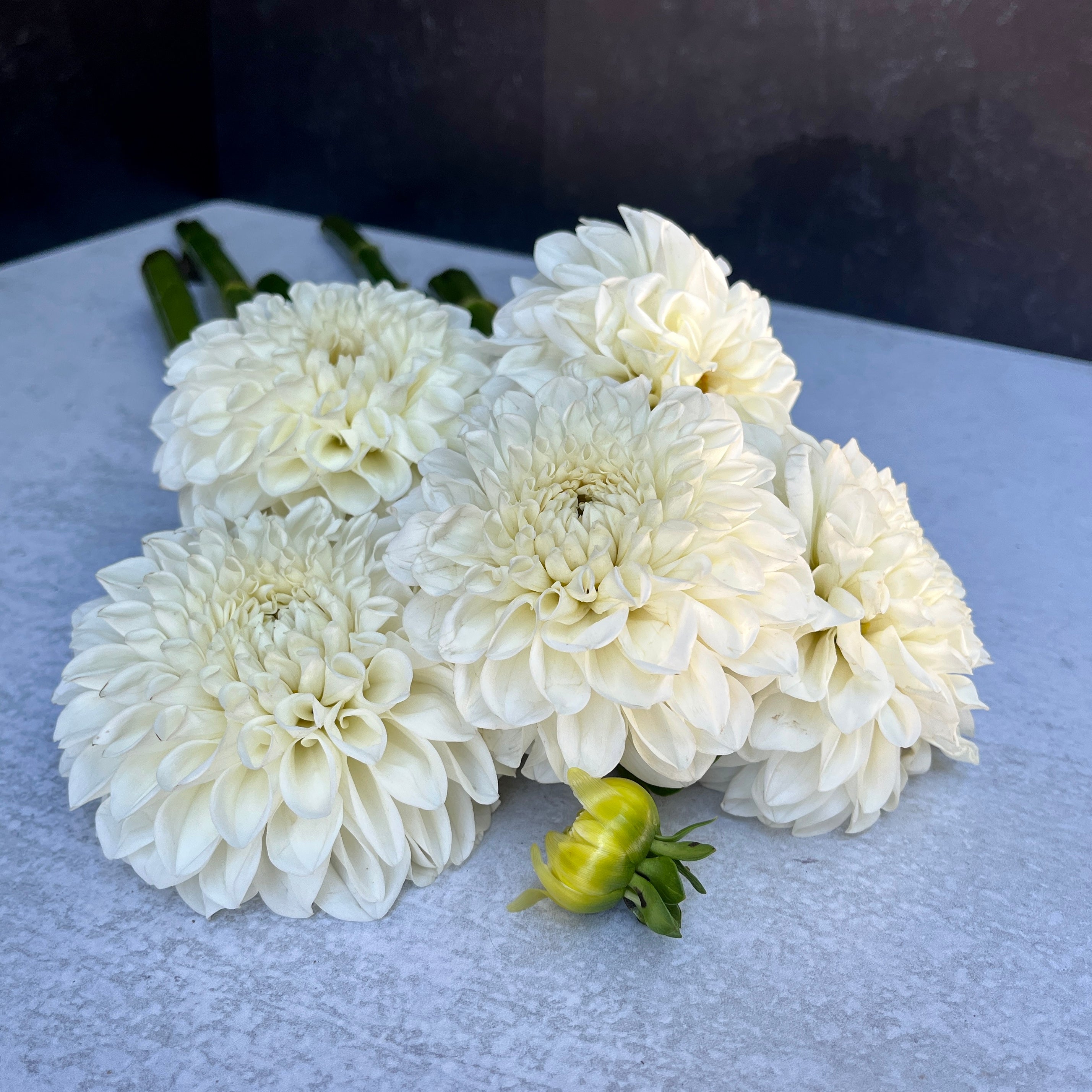 Dahlia Medium-Boom Boom White