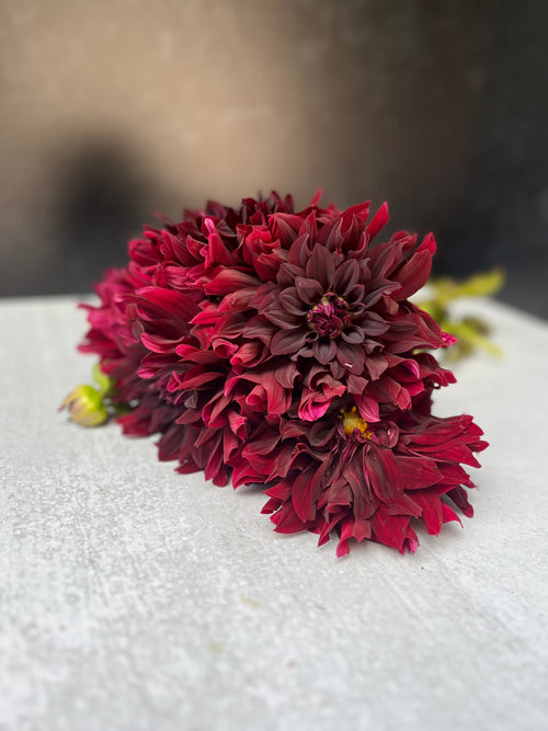 Dahlia Medium-Black Magic