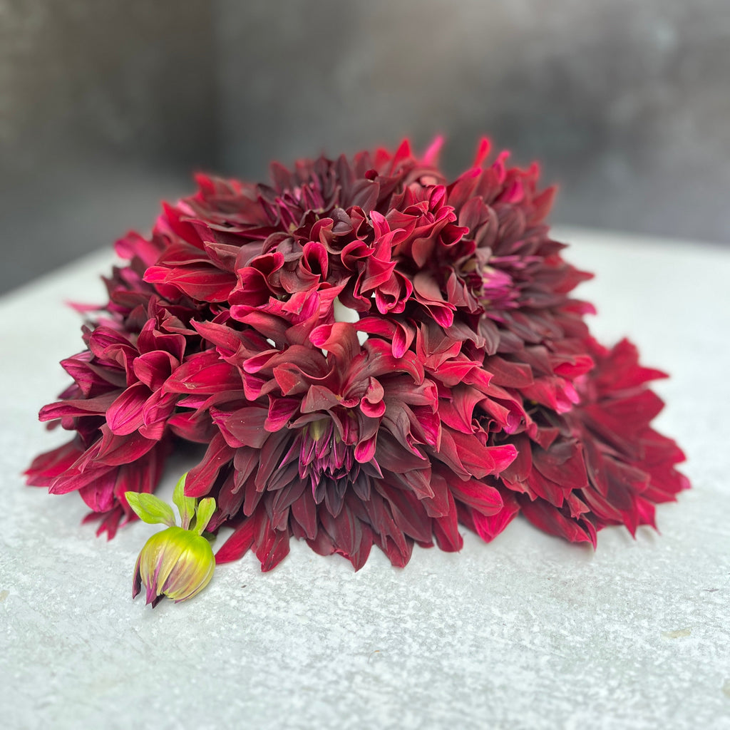 Dahlia Medium-Black Magic