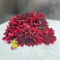 Dahlia Medium-Black Magic