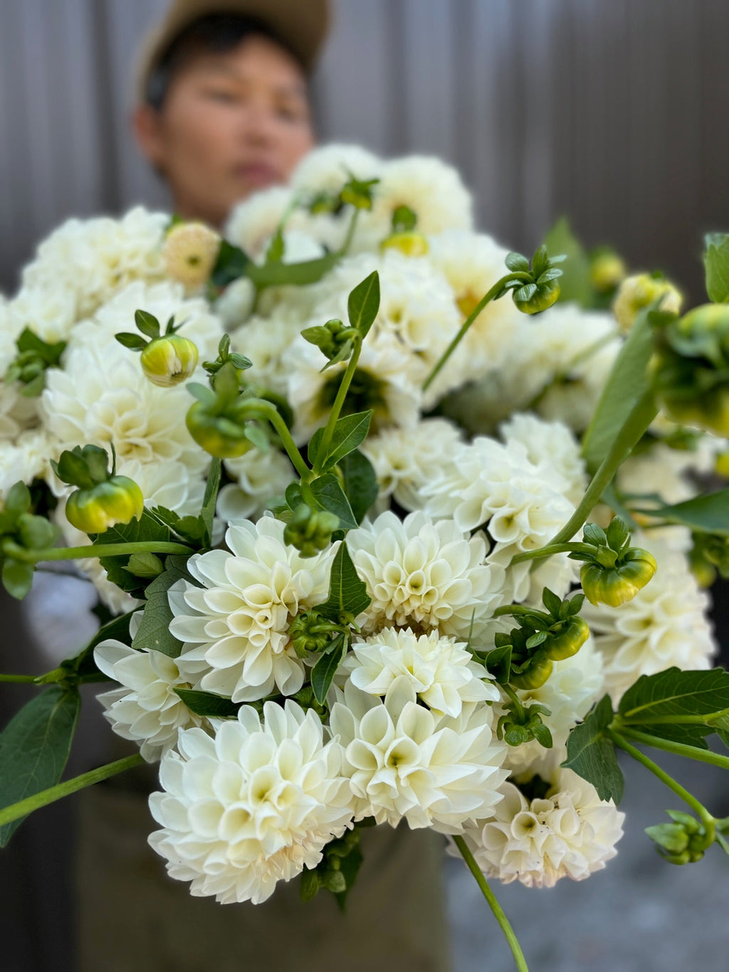Dahlia Medium-Boom Boom White